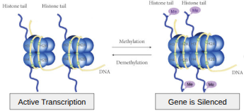 <p>Genes OFF</p><p>Methyl groups (-CH<sub>3</sub>) can attach to DNA bases, preventing transcription by blocking transcription factor binding and recruiting silencing proteins.</p>