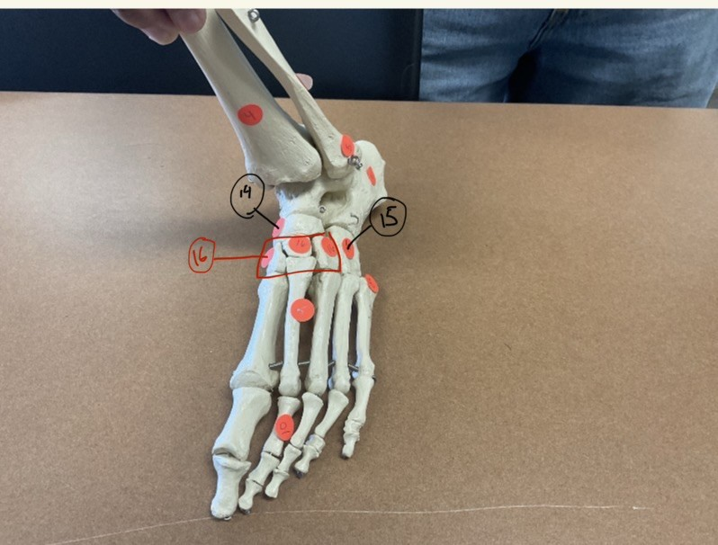<p>what structures are 14, 15, and 16 </p>