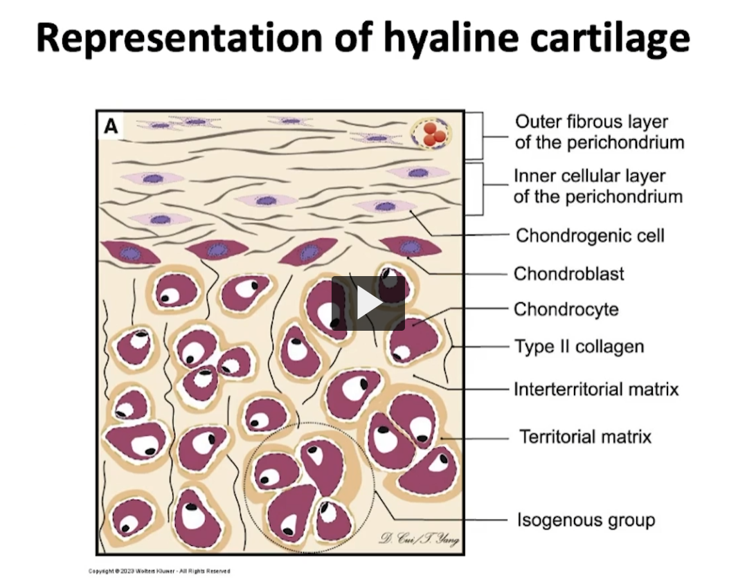 <p>Where can I find hyaline cartilage? As she mentioned before, you can find it in the anterior portion of the nose, in costal cartilage, the ends of long bones, in the articular surfaces (known as articular cartilage), as well as in the rings of the trachea and the walls of the larynx. </p><p>This cartilage, if I use this image (the one on the slide) as a reference, we can see the component of perichondrium with a fibrous layer (yellow stuff at the top), and with a chondrogenic layer. Here we can see the mass of mature chondrocytes. Some are isolated chondrocytes in their lacunae, while others are forming isogenous groups, as demarcated by this separate group within the circle. </p>