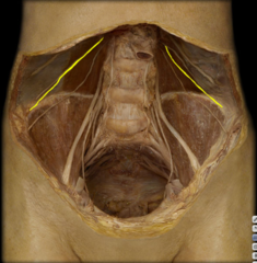 <p>identify the structure</p>