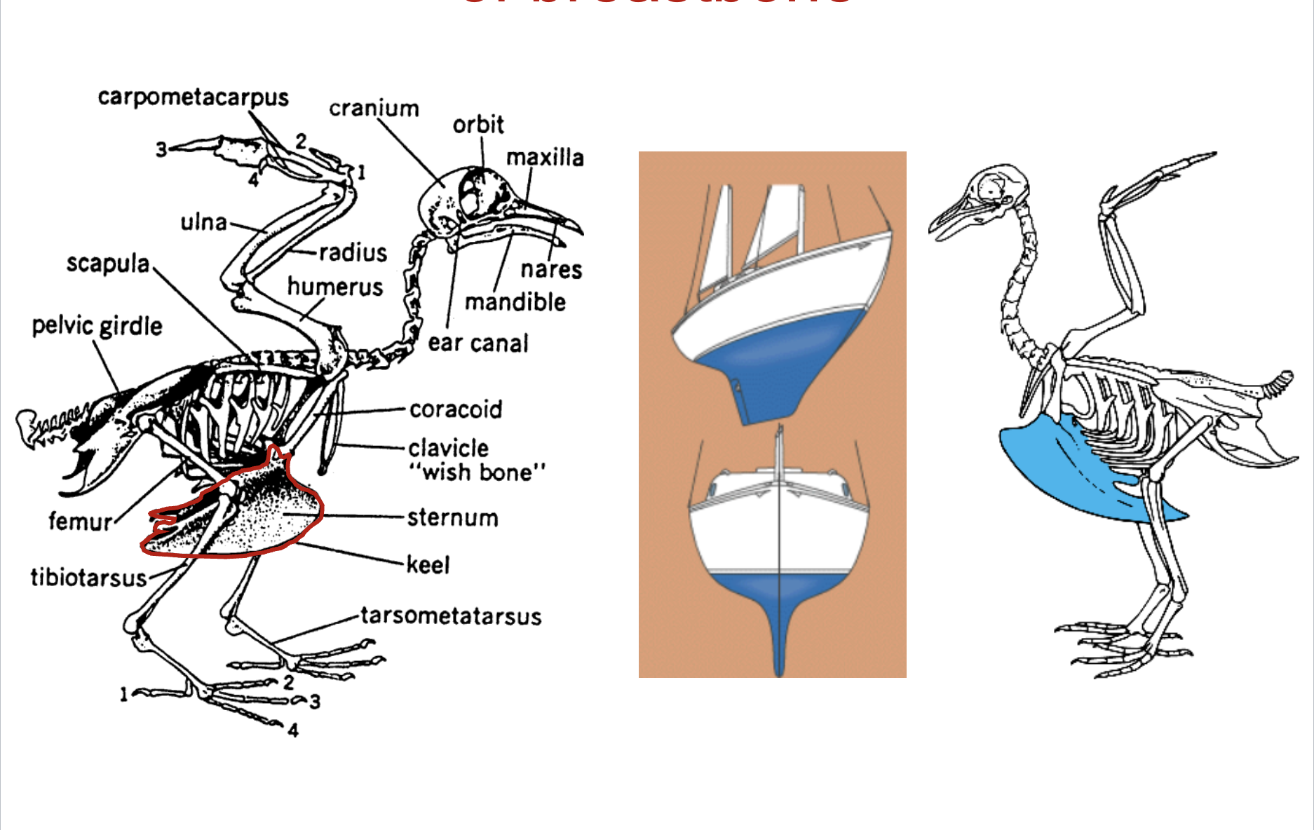 <ul><li><p>Birds have very thick, keel breastbone </p></li><li><p>Like birds, ships have keels, because it keeps them balanced</p><ul><li><p>big structure with low weight means you’re not top heavy, so balanced </p></li></ul></li></ul><p></p>