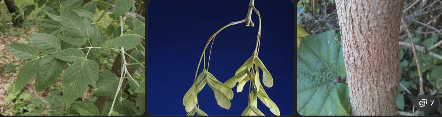 <p>Identify this tree</p>