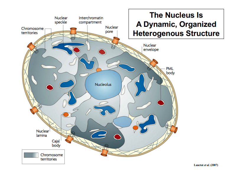 <p><span style="background-color: transparent;"><strong>The Nucleus as a Dynamic, Organized, Heterogeneous Structure</strong></span></p>