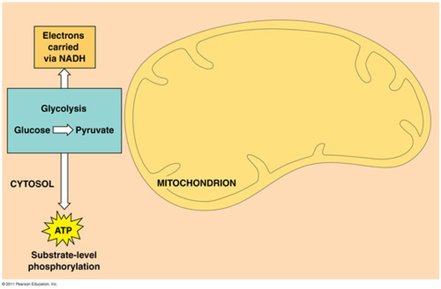 <p>Glucose is broken down in the cytoplasm without the presence of oxygen and two molecules of ATP are made.</p>