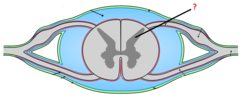<p>Is white matter oriented inside or outside in the spinal cord?</p>