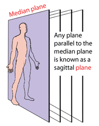 <ul><li><p>sagittal plane</p><ul><li><p>Midsagittal (Median Sagittal) - Plane divides the body into equal right and left halves</p></li><li><p>Parasagittal Plane - Divides the body into unequal right and left portions (parallel to the midsagittal plane)</p></li></ul></li></ul><p></p>