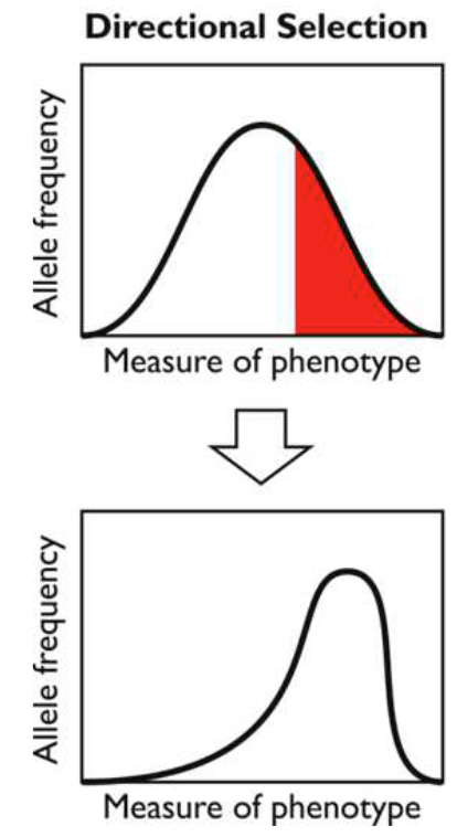 <ul><li><p>Occurs when one extreme phenotype (e.g. tallest) is favoured over the other extreme (e.g. shortest)</p></li><li><p>This happens when the environment changes in a particular way</p></li></ul><p></p>
