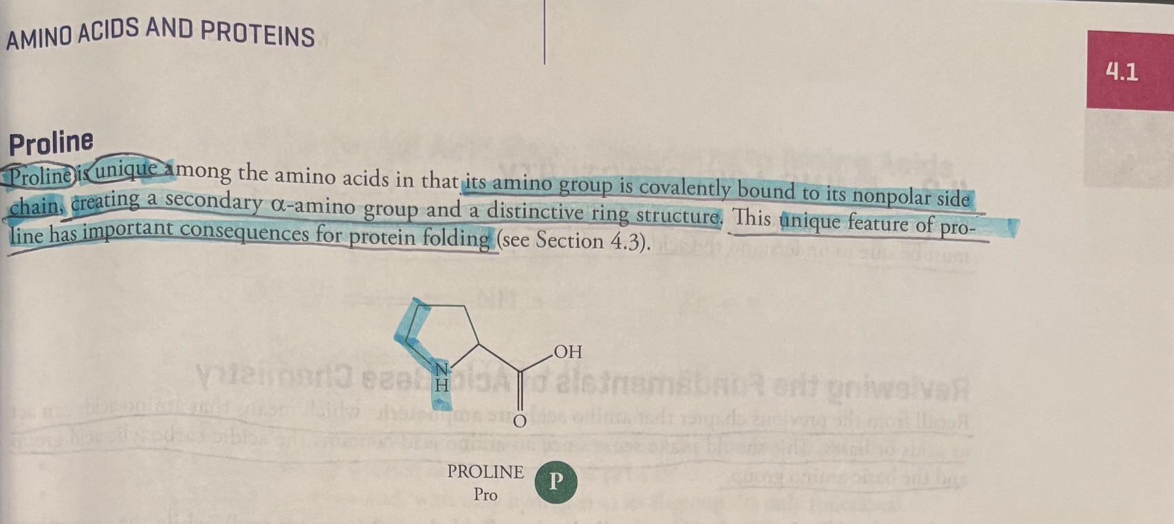 <p><u>Proline</u></p><p><strong>Poline </strong>is <strong>unique among the amino acids </strong>in that its amino group is covalently bound to its nonpolar side chain, creating a secondary a-amino group and a distinctive <strong>ring structure</strong>. <strong>This unique feature of proline has important consequences for protein folding. </strong></p>