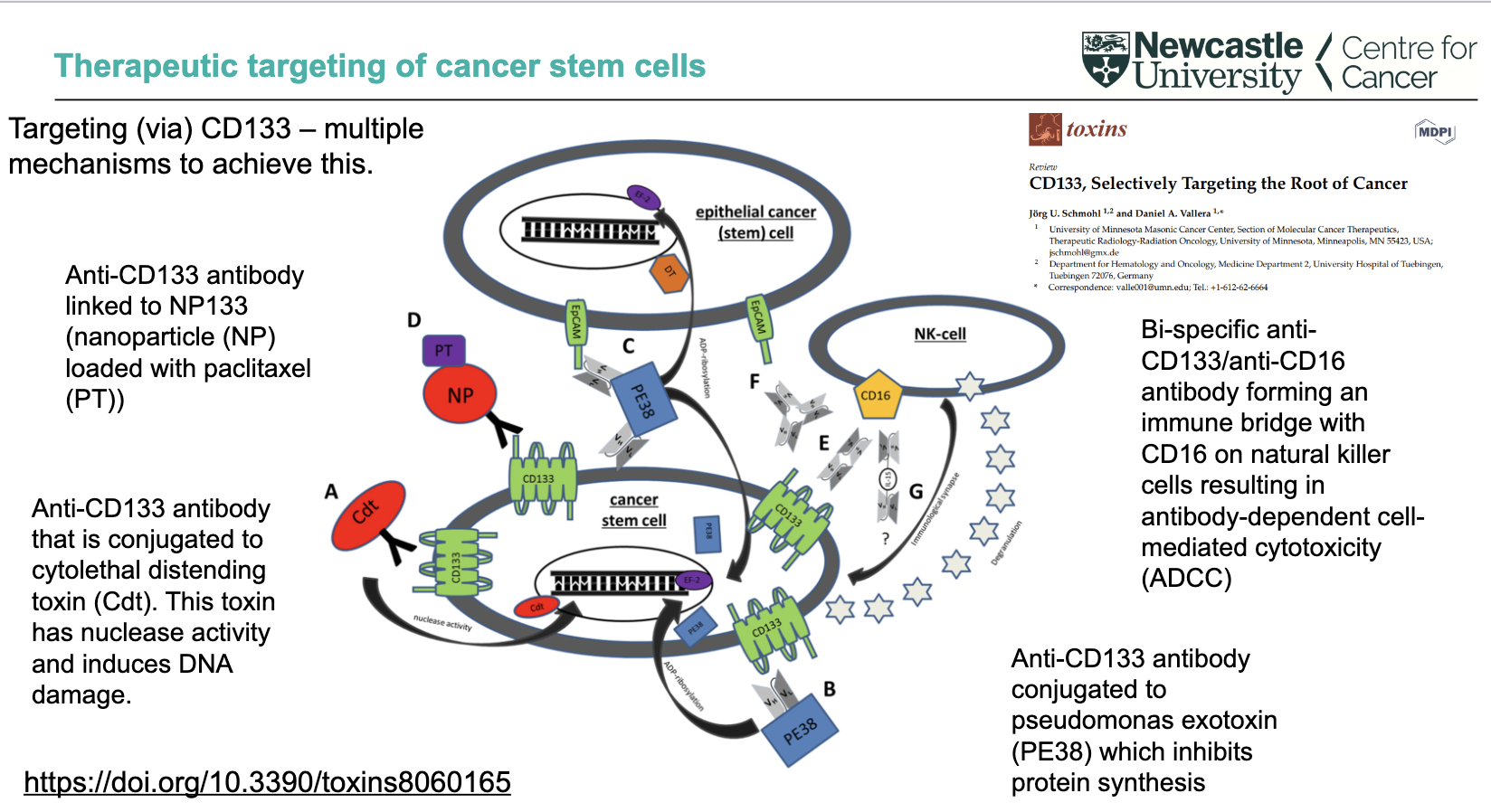 <ul><li><p><strong>Bi-specific anti-CD133/anti-CD16 antibody</strong></p><ul><li><p>Links tumour cells to <strong>NK cells (via CD16)</strong></p></li><li><p>Triggers <strong>antibody-dependent cell-mediated cytotoxicity (ADCC)</strong></p></li></ul></li><li><p>CD133 targeting can involve <strong>multiple mechanisms simultaneously</strong></p></li><li><p>Overall aim: <strong>selectively target and eliminate cancer stem cells (“root of cancer”)</strong></p></li></ul><p></p>
