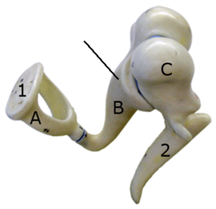 <p>three small bones linked together that connect the eardrum to the inner ear</p>