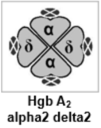 <ul><li><p>2% of adult hgb</p></li><li><p>2 alpha chains</p></li><li><p>2 delta chains</p></li></ul><p></p>