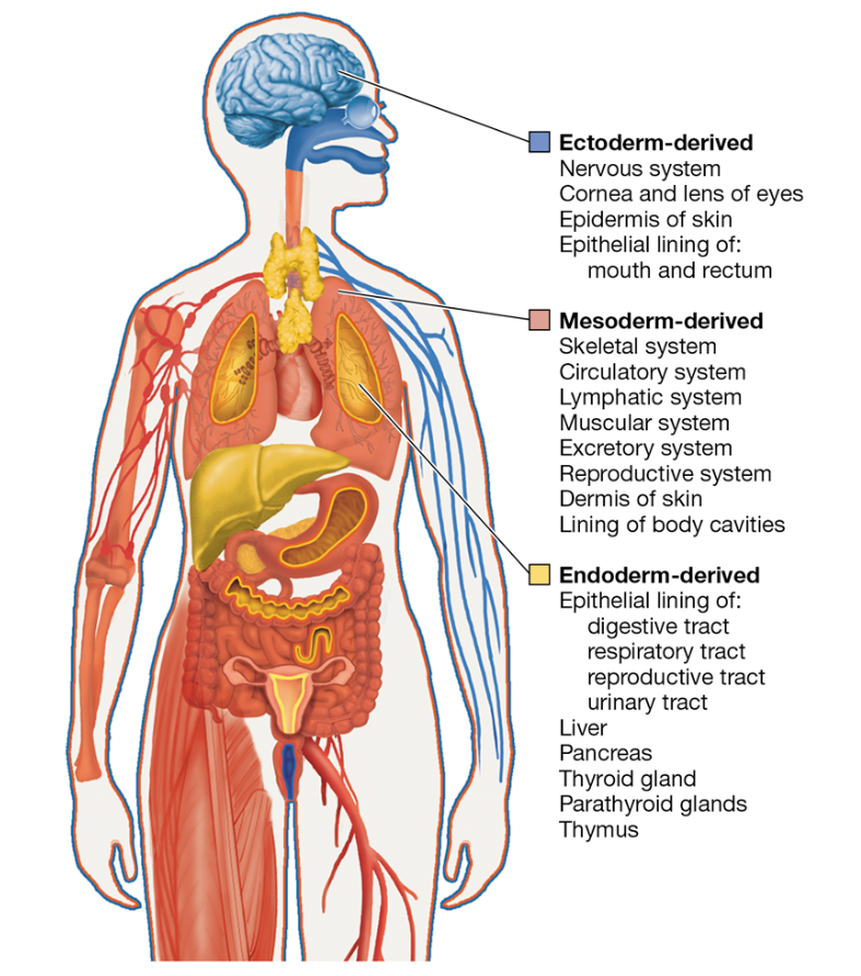 <p>What is the ectoderm and what structures develop from it?</p>