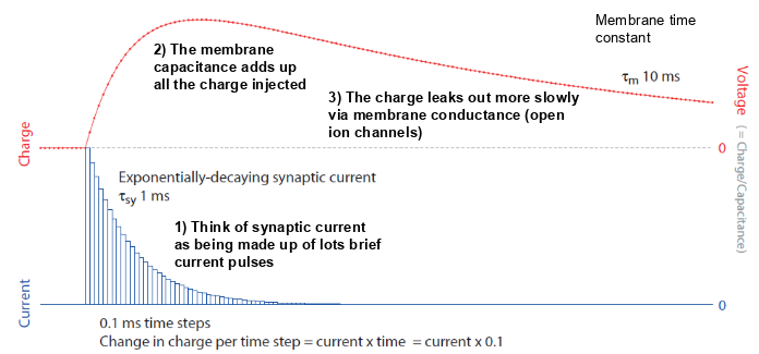<p>-synaptic current made up of lots of brief current pulses</p><p>-mb capacitance adds up all the charge injected</p><p>-the charge leaks out more slowly via mb conductance (open ion channels)</p>