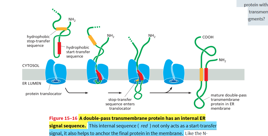 <p>an ER transmembrane protein that uses a <strong>start-transfer sequence</strong> (instead of an N-terminal signal like single pass)</p><ul><li><p>still uses same stop- transfer sequence</p><ul><li><p>NEITHER WILL BE REMOVED!</p></li></ul></li></ul><p></p><p></p>