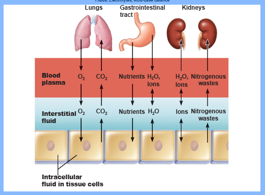 <p>fluid movement among compartments (ECF, ICF) is regulated by__ and __ pressures</p>