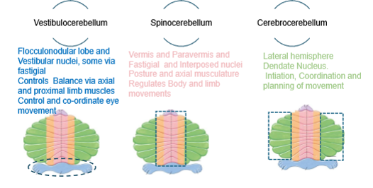 <ul><li><p>vestibulocerebellum</p></li><li><p>spinocerebellum</p></li><li><p>cerebrocerebellum</p></li></ul><p></p>
