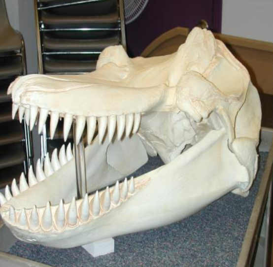 <p>Orca Skull (Cast) Specimen Fast Facts</p>