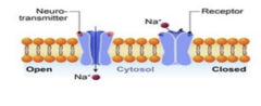 <p>- Open in the presence of a specific binding substance, usually a hormone or neurotransmitter</p>
