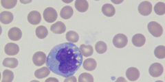 <p>large phagocyte & reacts with immune system</p>