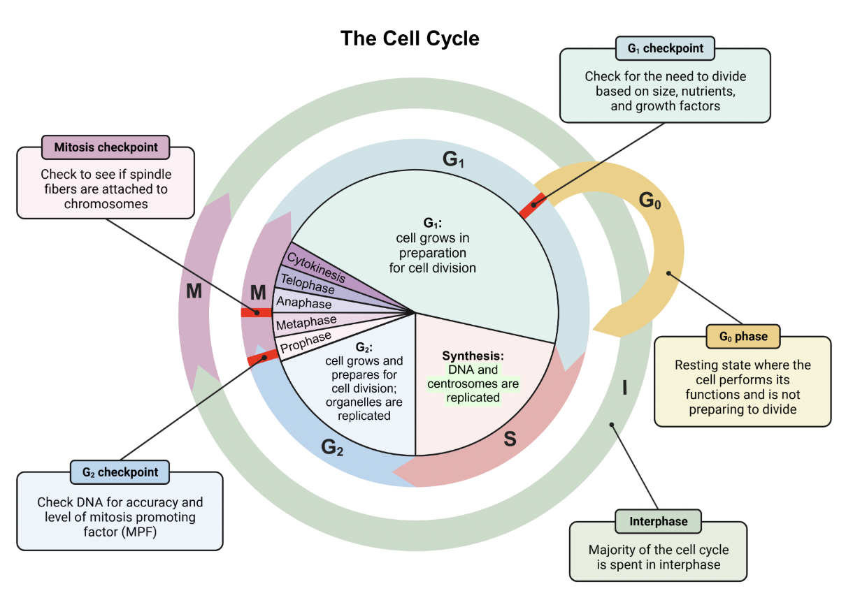 <p>G2</p><ul><li><p>G<sub>0</sub>, G<sub>1</sub>, S, and G<sub>2&nbsp;</sub>are part of <strong>interphase</strong></p></li><li><p>M represents <strong>mitosis</strong></p></li><li><p></p></li></ul><p>The <strong>S phase</strong> is the stage of interphase where <strong>DNA synthesis</strong> (or replication) occurs. Centrosomes are also replicated during the S phase.</p><p></p><p><em>A. G<sub>0</sub> phase</em></p><p>The G<sub>0</sub> phase is the stage where cells halt in the cell cycle if they are not ready to divide. Cells that will <em>not</em> divide are permanently in this phase.&nbsp;</p><p></p><p><em>B. G<sub>1</sub> phase</em></p><p>The G<sub>1</sub> phase is the stage where the cell <em>increases</em> in size. It also serves as a checkpoint to ensure everything is ready for DNA synthesis before it lets the cell proceed to the next phase.&nbsp;</p><p></p><p><em>C. G<sub>2</sub> phase</em></p><p>The G<sub>2</sub> phase is the stage where the cell rapidly grows, prepares for cellular division, and replicates its organelles.&nbsp;</p><p></p><p><em>E. M phase</em></p><p>Mitosis (M phase) is where cell division takes place. This is the stage where the already replicated DNA is now separated into two cells. <span style="line-height: 1.6em; font-size: inherit;">Cytokinesis</span> is the final<em>&nbsp;</em>phase of mitosis where the cytoplasm divides and two separate cells are formed.</p>