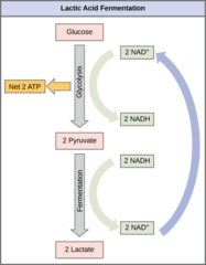 <p>1. glycolysis</p><p>2. fermentation</p>