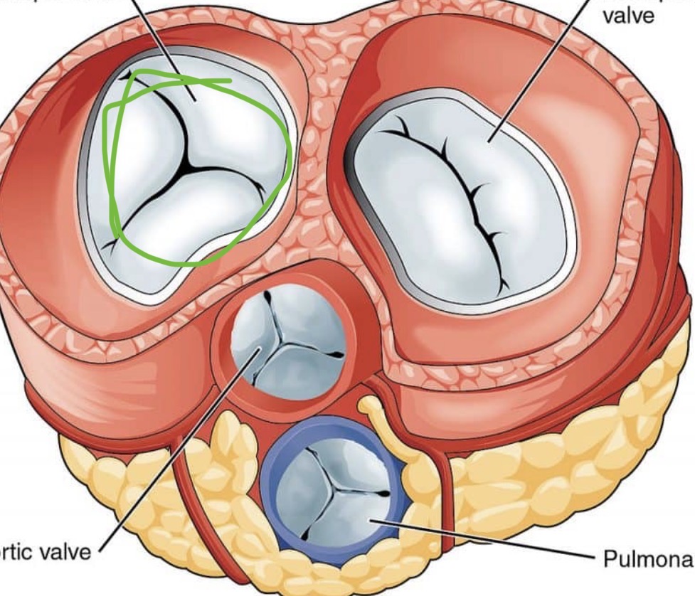 <p><span><span>valve between the right atrium and right ventricle that prevents backflow of blood into the atrium when the ventricle contracts.</span></span></p>