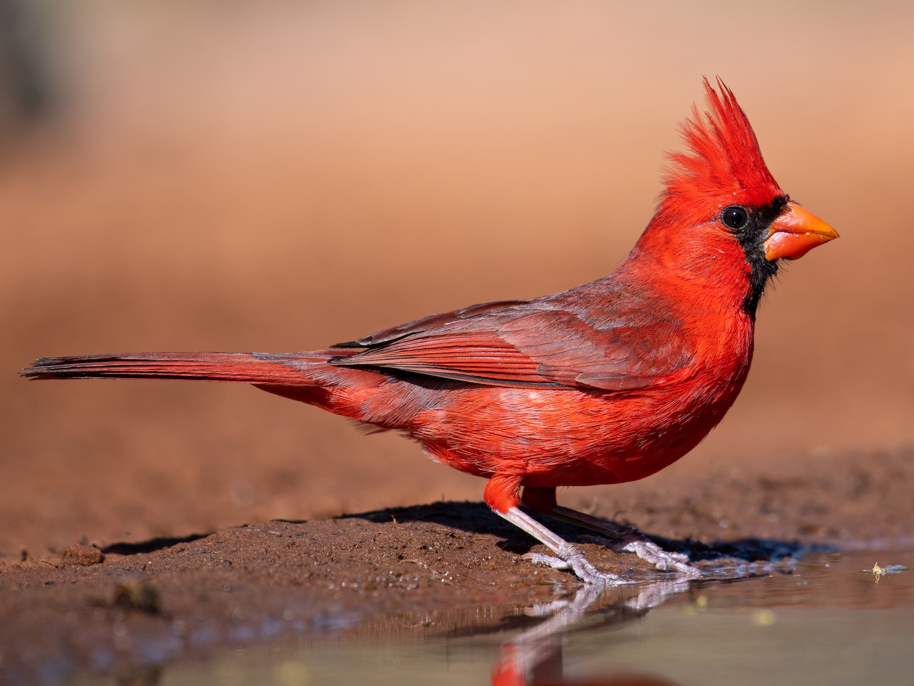 <p>Order Passeriformes Family Cardinalidae</p>