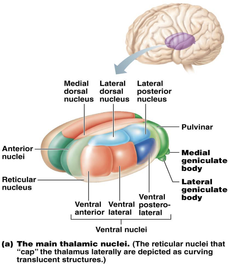 <ul><li><p>Integration and relay of sensory and motor information</p><ul><li><p>Many nuclei</p><ul><li><p>Based on location</p><ul><li><p>Specific parts of the cerebrum</p></li></ul></li></ul></li></ul></li></ul><p></p>