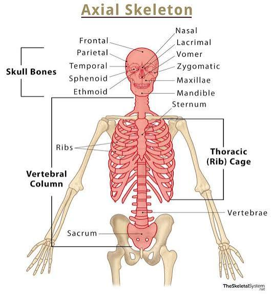 <p>Bones along the long axis of the body: skull, hyoid, vertebral column, sternum, ribs.</p>