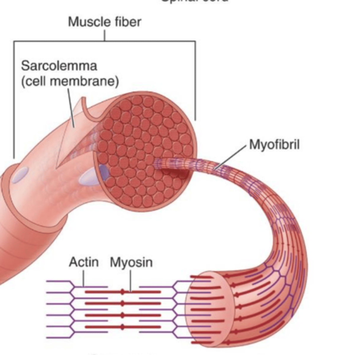 <p>protein structures that make up muscle fibers.</p>