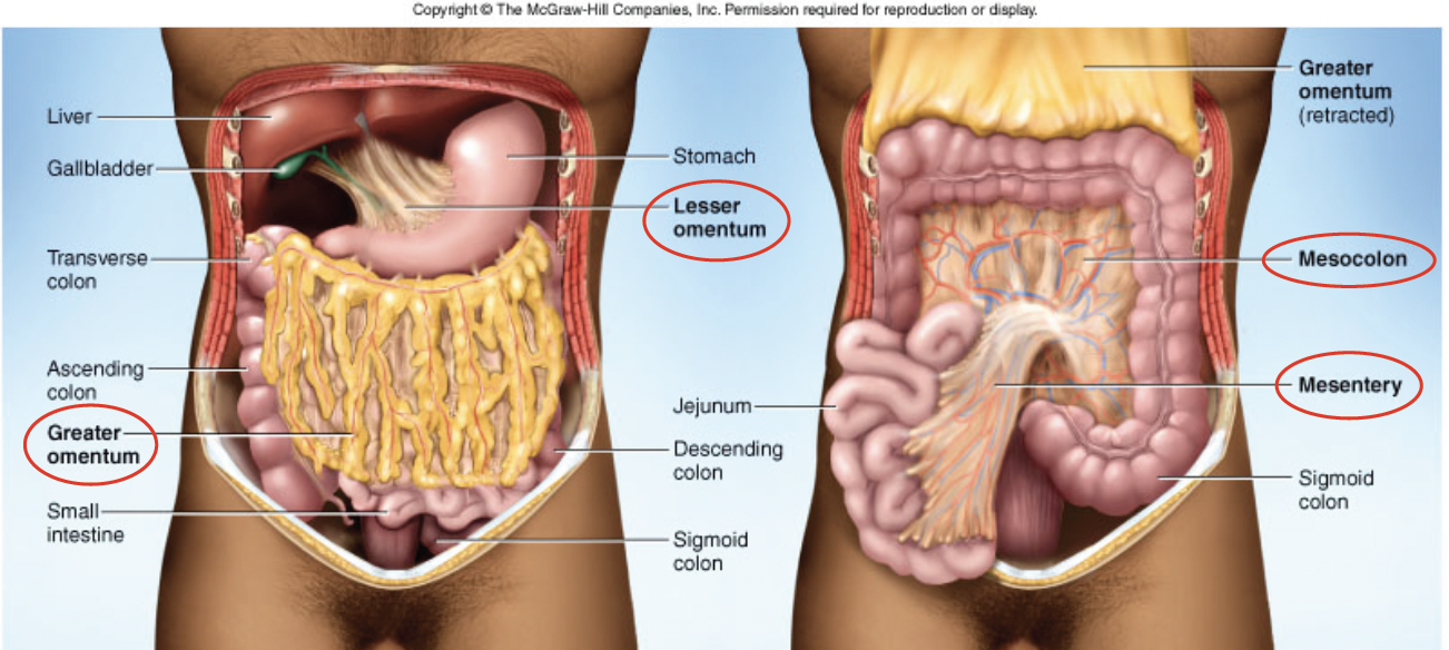 <p>mesentery associated with the large intestine</p>