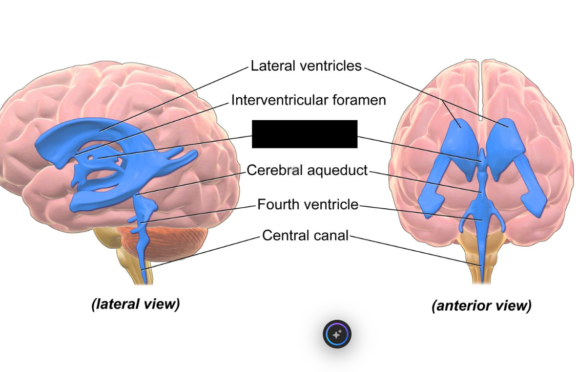<p>a narrow, fluid-filled midline cavity deep within the brain<span>. It is a vital part of the ventricular system, producing and circulating cerebrospinal fluid (CSF) to protect and cushion the brain.</span></p>
