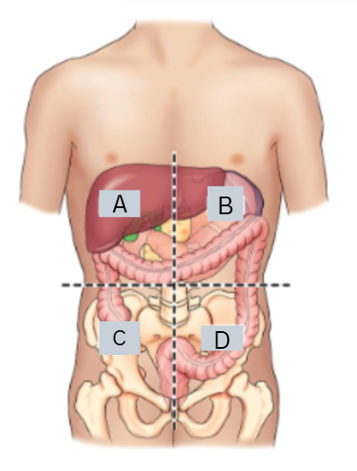 <p>label the quadrants</p><p>what are important organs in these quadrants?</p>