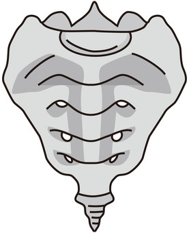 <p>sacrum</p>