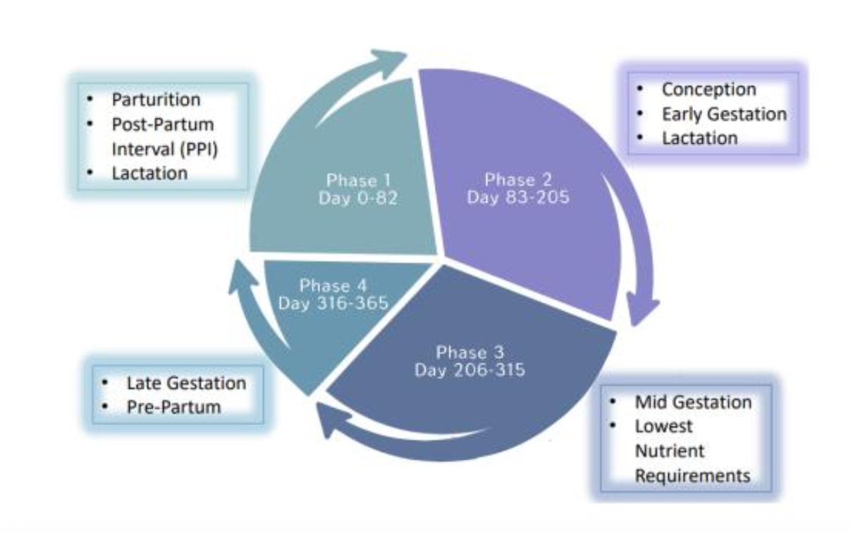 <p>Phase 1 (0-82 d) : Parturition, Post-Partum Interval, Lactation</p><ul><li><p>highest nutrient demand</p></li></ul><p>Phase 2: (83-205 d) : Conception, Early Gestation, Lactation</p><ul><li><p>longest phase. medium nutrient reqs.</p></li></ul><p>Phase 3: (206-315 d): Mid gestation, Lowest Nutrient Requirements</p><ul><li><p>dry. lots of flexibility</p></li></ul><p>Phase 4: (316-365 d) : Late Gestation, Pre-Partum</p><ul><li><p>lots of fetal growth occuring</p></li><li><p>medium nutrient requirements </p></li></ul><p></p>
