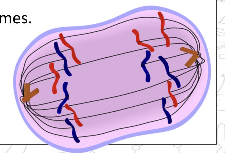 <ul><li><p>spindle fibres attach to the chromatids to help pull them apart </p></li><li><p>chromatids separate as spindle fibres contract</p></li><li><p>chromatid = chromosome </p></li></ul><p></p>