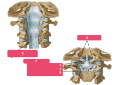 <p>Identify the structure at #4</p>