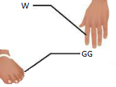 <p>pertaining to the digits (toes)</p>