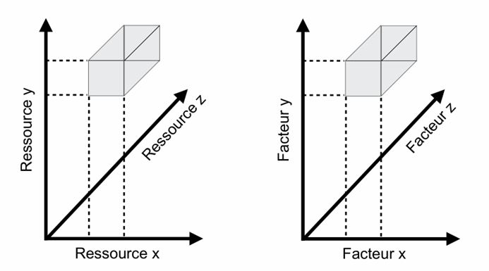 <p>En 1D : un facteur (X) → réponse biologique (Y).</p><p>En 3D : deux facteurs (X et Y, ex. température et précipitations) → réponse biologique (Z).</p><p>On obtient une surface (cloche 3D) qui montre l’optimum combiné de deux facteurs. Ça permet de comparer des espèces ayant des préférences climatiques différentes.</p><p>Exemples : </p><ul><li><p>Épicéa : préfère températures basses + forte humidité → niche centrée vers froid/humide.</p></li><li><p>Pin d’Alep : préfère températures élevées (>13 °C) + faible pluie (<600 mm/an) → niche centrée vers chaud/sec.</p></li></ul><p></p>
