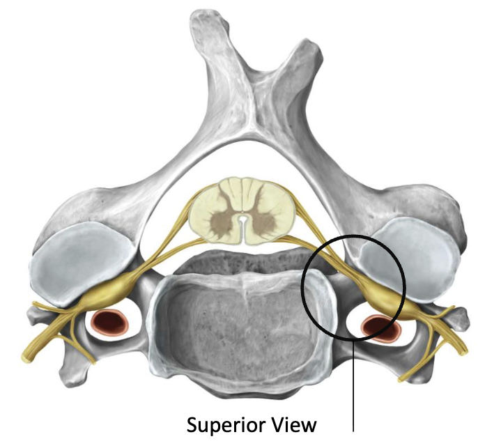 <p>What is labelled in this structure</p>