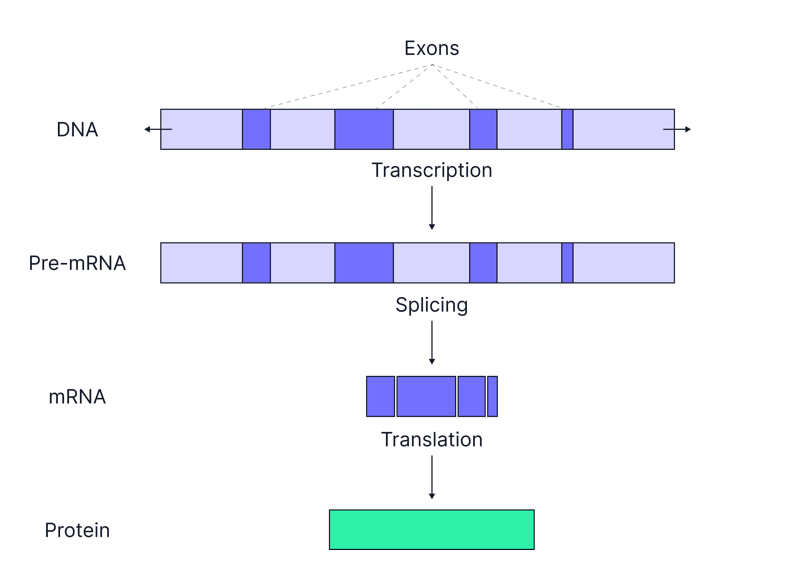 <p>-pre-mRNA is modified</p><p>-introns are removed from the pre-mRNA</p><p>-exons are joined together</p><p>-this produces mature mRNA</p><p>-the mature mRNA leaves the nucleus for translation</p>