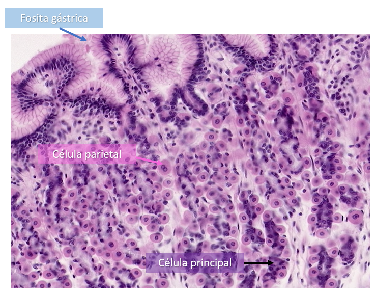 <p><span style="color: green;"><strong>Secretan ácido clorhídrico (células parietales)</strong></span></p><p><span>Las células principales se ubican en la parte más profunda de la glándula gástrica y</span><mark data-color="#28ea04" style="background-color: rgb(40, 234, 4); color: inherit;"><span> las parietales en el cuello de la glándula.</span></mark></p>