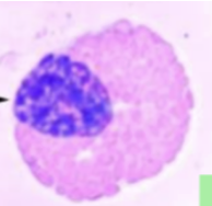 <p>Normal tortoise eosinophil</p>