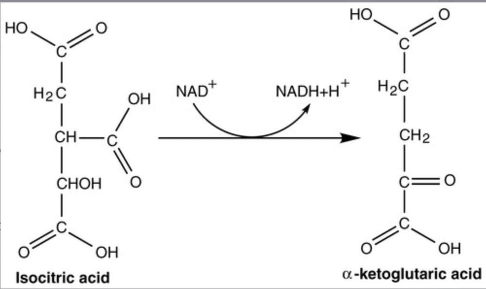 <p><span>Which compound is being reduced in the reaction shown in Figure 5.1?</span><br><br><span>a) isocitric acid and α-ketoglutaric acid</span><br><span>b) NADH</span><br><span>c) α-ketoglutaric acid and NAD+</span><br><span>d) NAD+</span><br><span>e) NADH and isocitric acid</span></p>