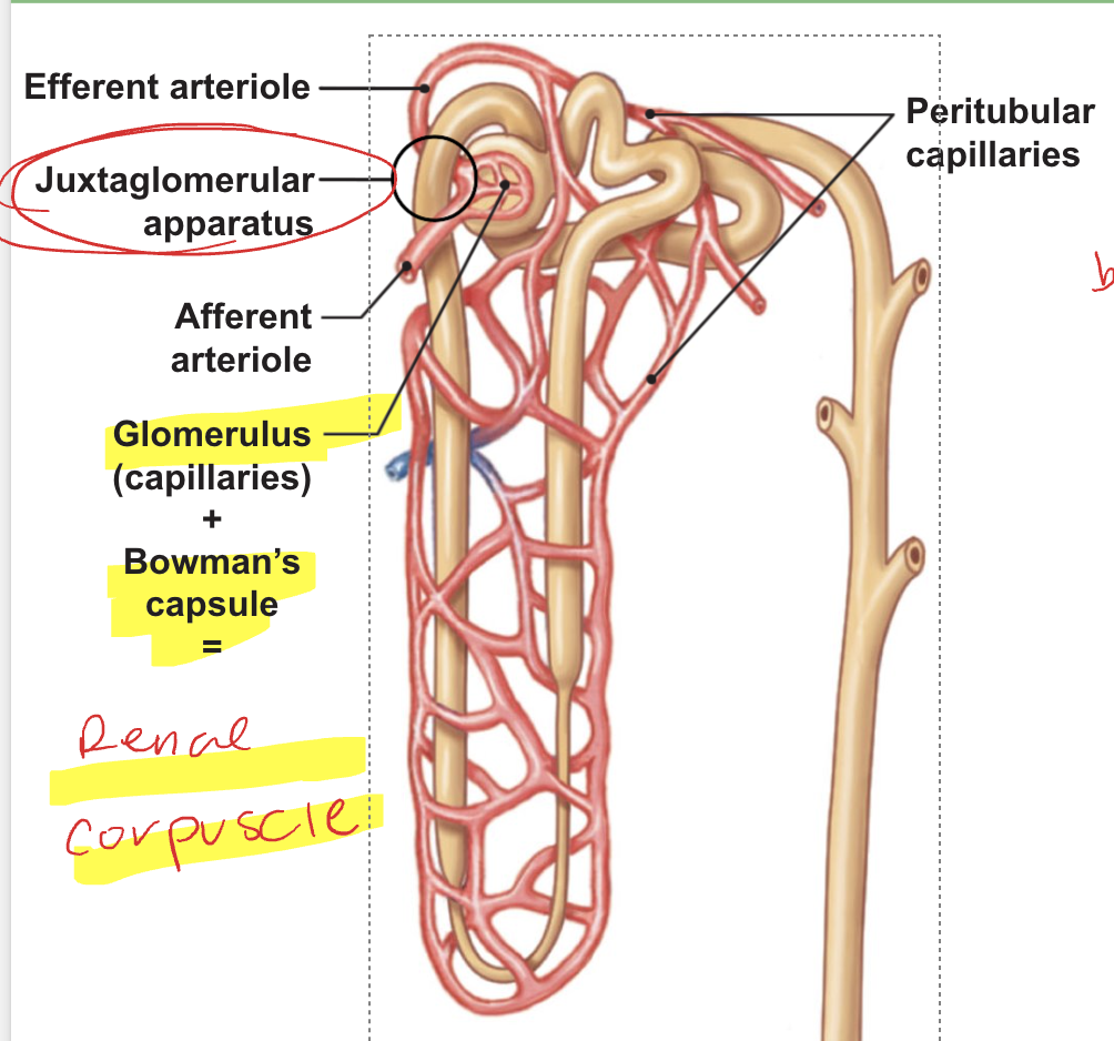 <p>has two arterioles ( afferent and efferent)</p><p>two sets of capillaries (high-pressure glomerulus for filtration and peritubular capillaries (vasa recta) for reabsorption)</p><p></p>