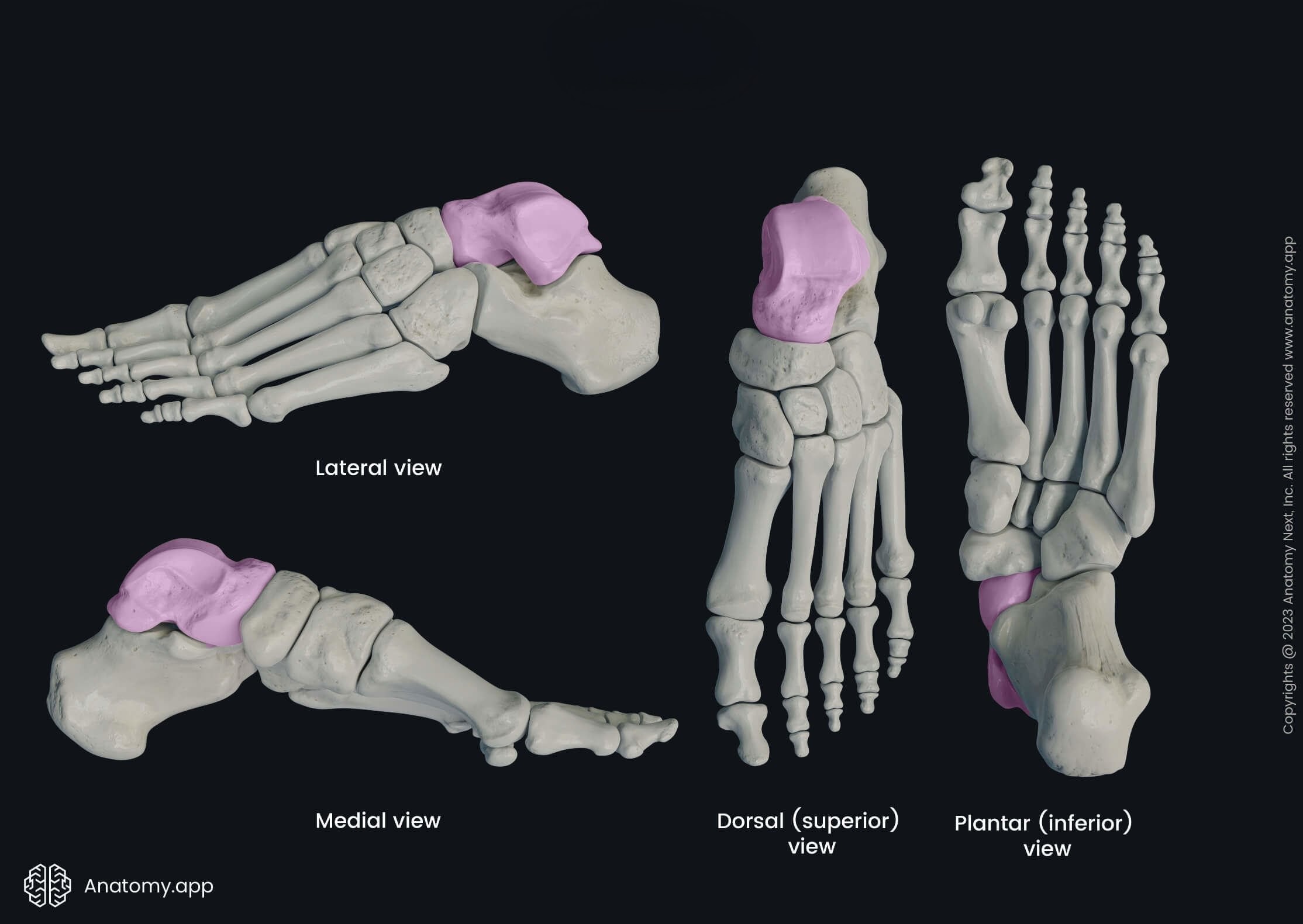 <p>Which bone is this?</p>
