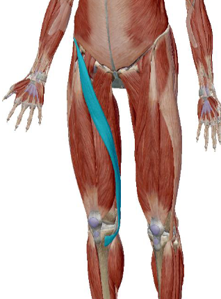 <p>what muscle is this</p>