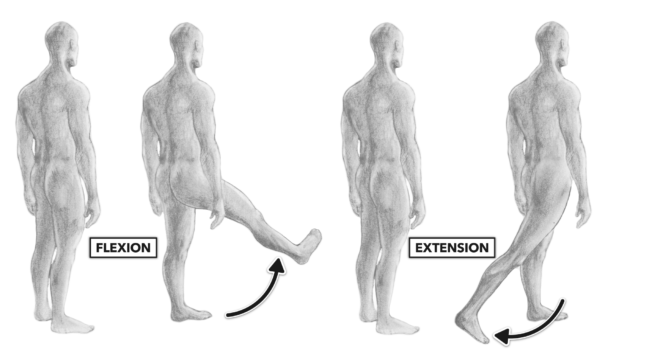 <p>Anterior hip (hip → knee):</p>