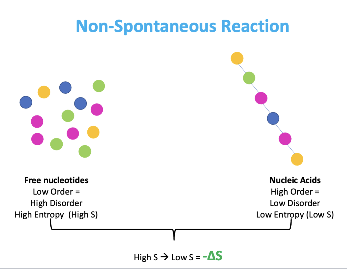 <ul><li><p>DECREASES’</p></li><li><p>many individual free floating molecules bonded together &amp; lose ability to move independently, polymer more ordered &amp; overall change in entropy is negative </p></li></ul><p></p>