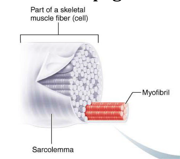 <p>Plasma membrane of a muscle fiber</p>